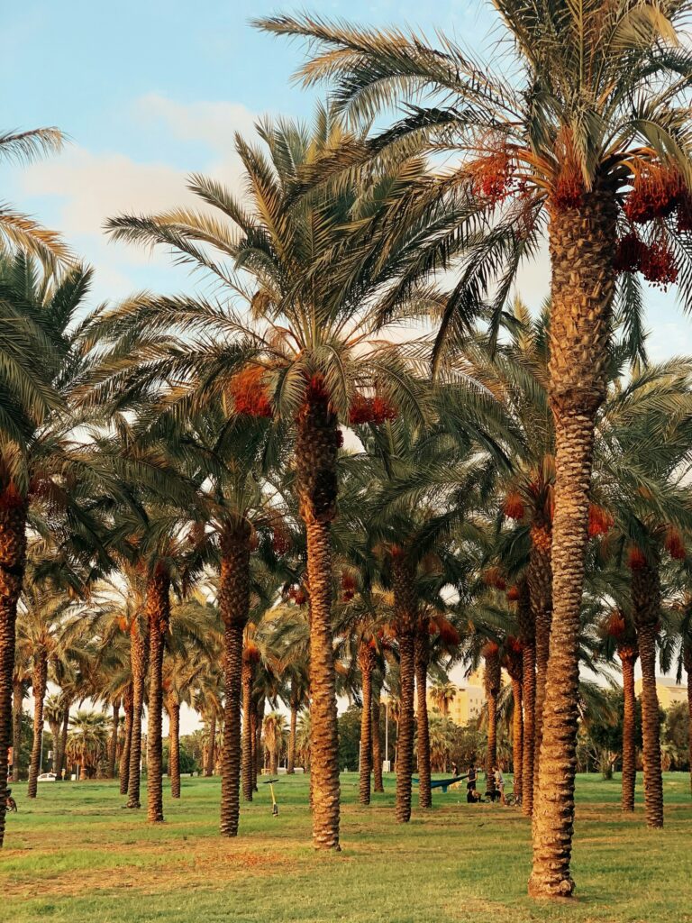 PALM (tree) Scheme